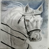 The white Horse